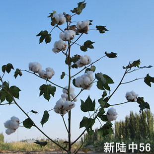  新陸中56號(hào)